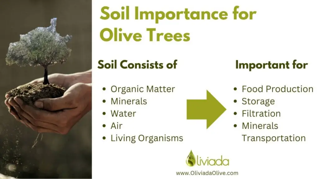 Olive Trees Soil Importance