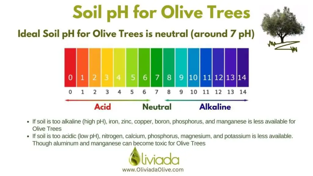 Olive Trees Soil pH