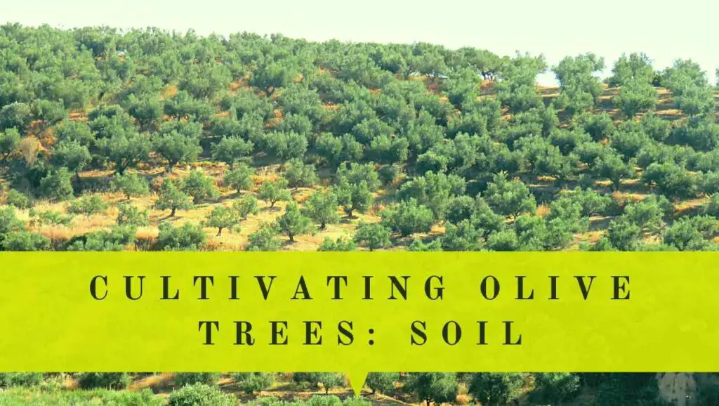 cultivating olive trees soil