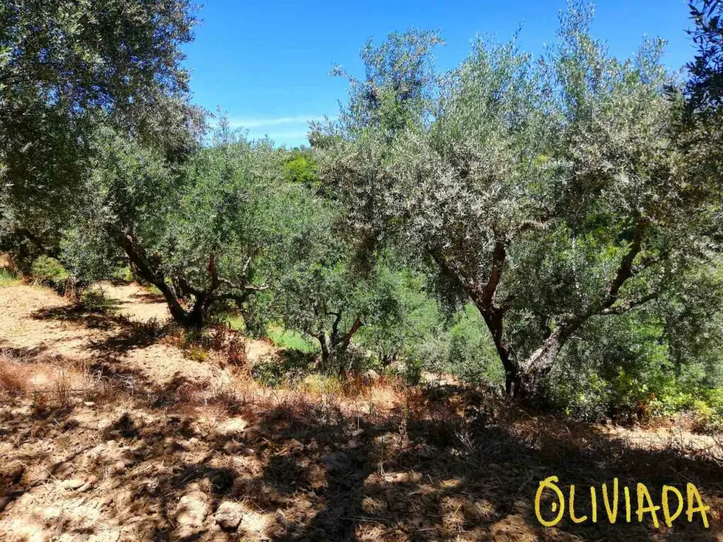 olive trees soil kalamata