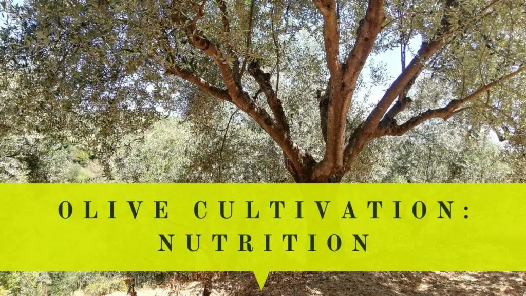 Cultivating olive trees nutrition cover