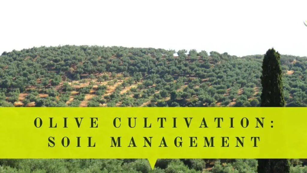cultivating olive trees soil management feature 1