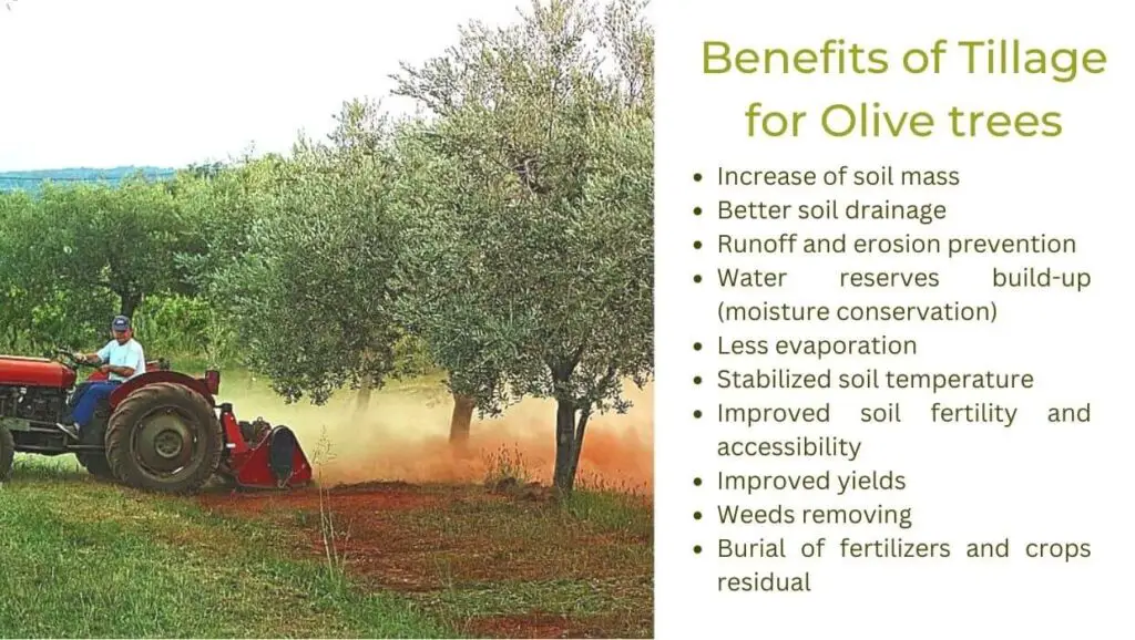 olive trees soil management tillage