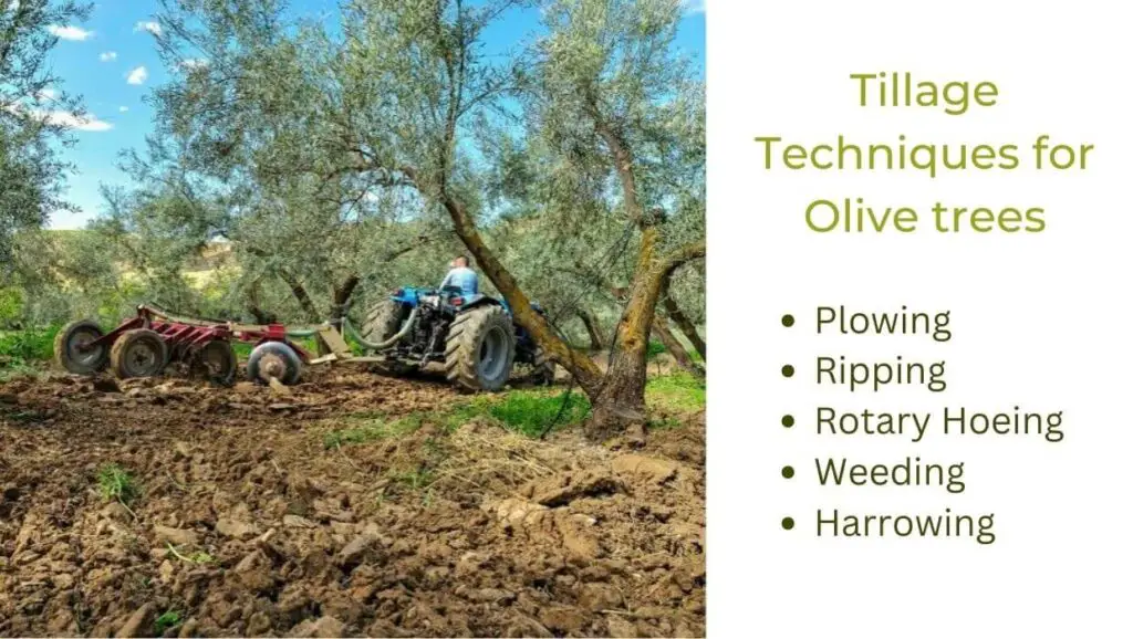 tillage techniques for olive trees