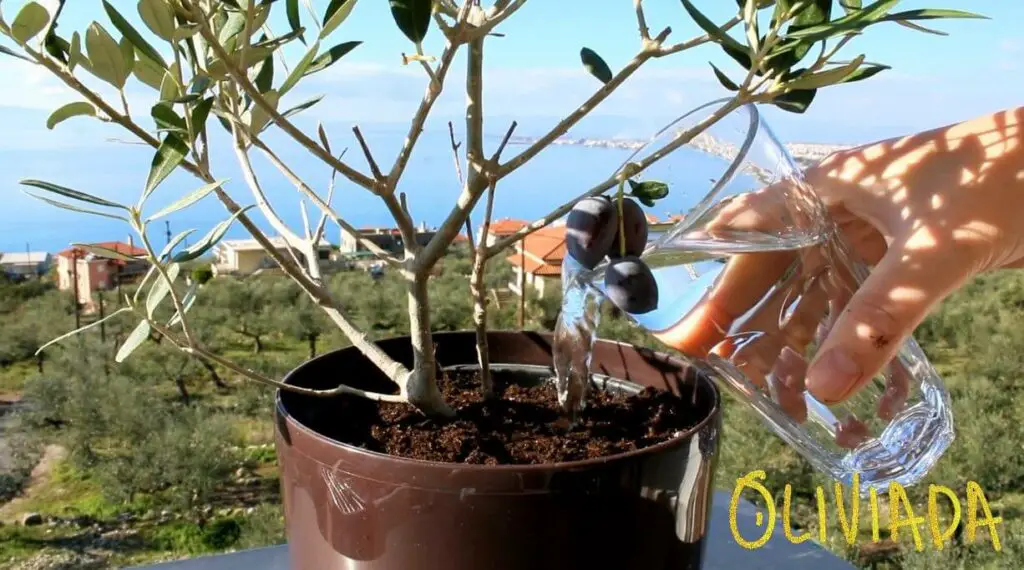 Water olive tree 1