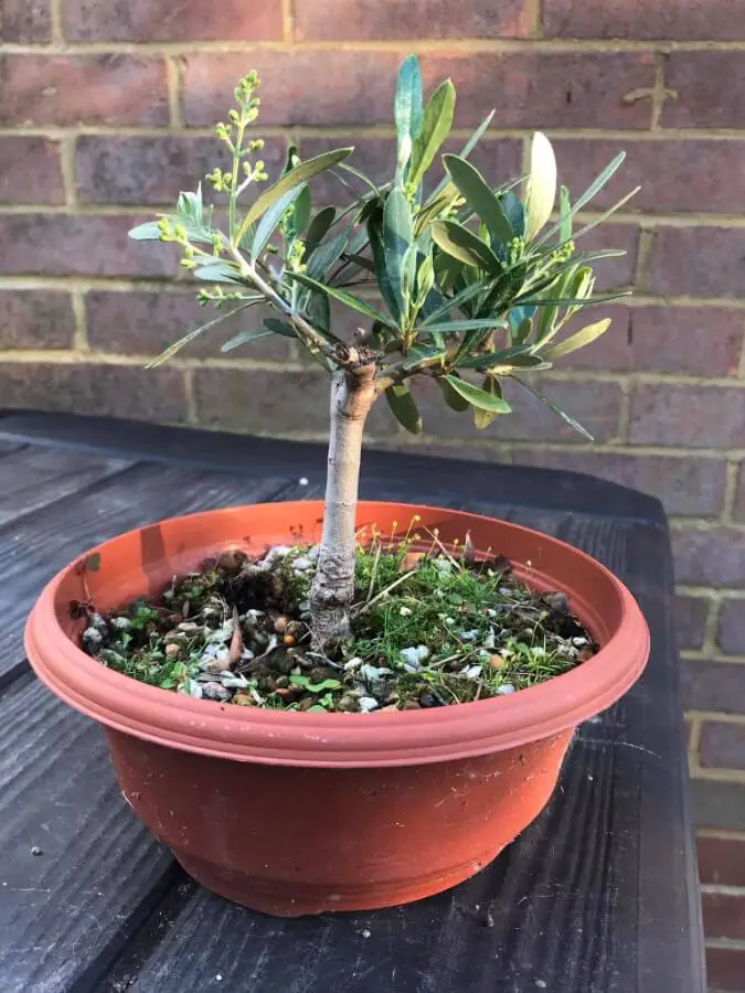 bonsai olive tree 1