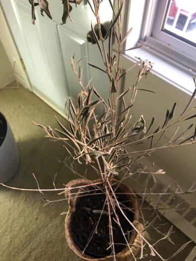 cut back diseased olive branches 1