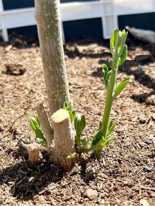 cut back your olive tree to grow back