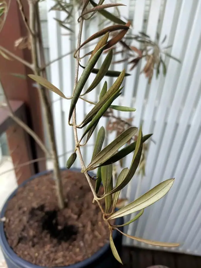 cut diseased branches olive tree 1