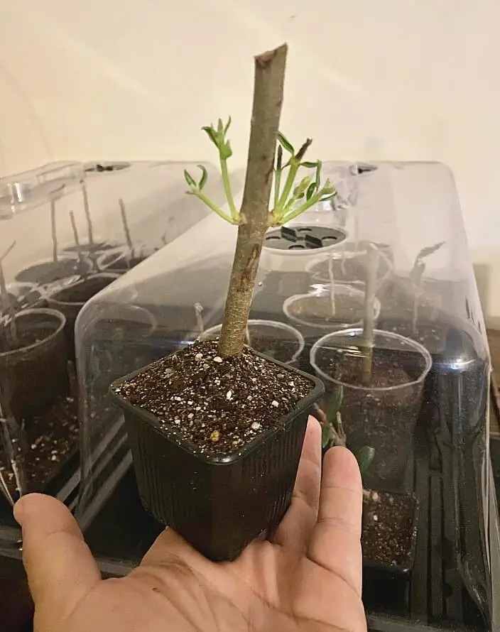 dwarf olive tree propagation 1