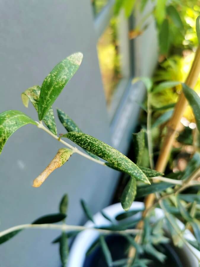 olive lace bug yello leave spots 1