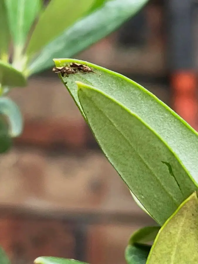 olive lace bug yello leave spots v2 1