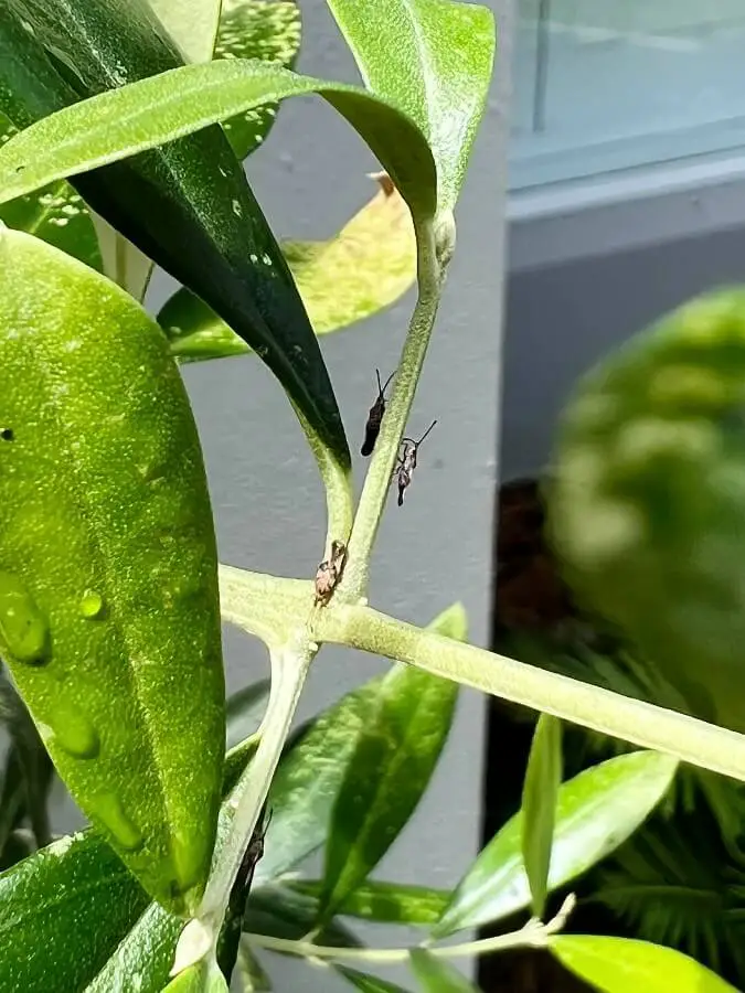 olive lace bugs 1 1