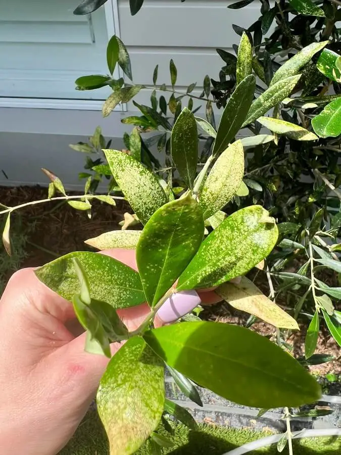 olive lace bugs infestation 1 1