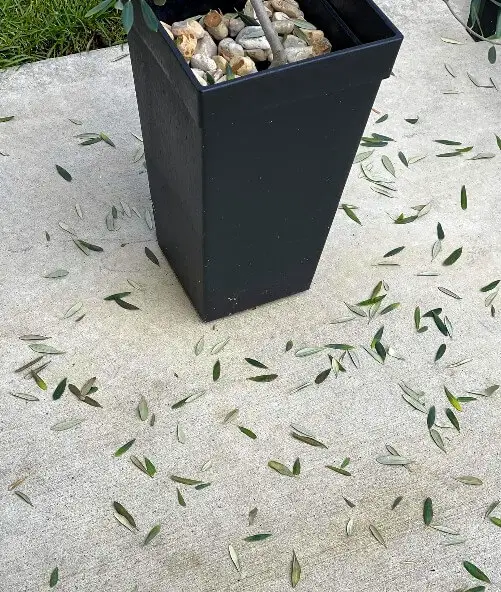 olive leaves dropping transision shock 1
