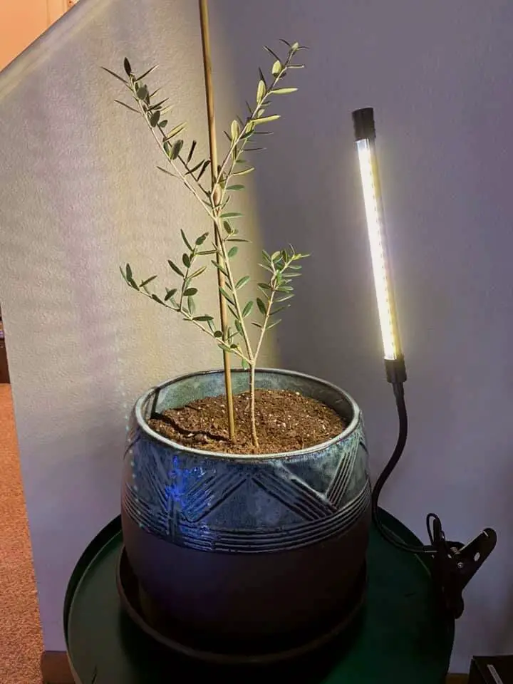 olive tree artificial lights v1 1