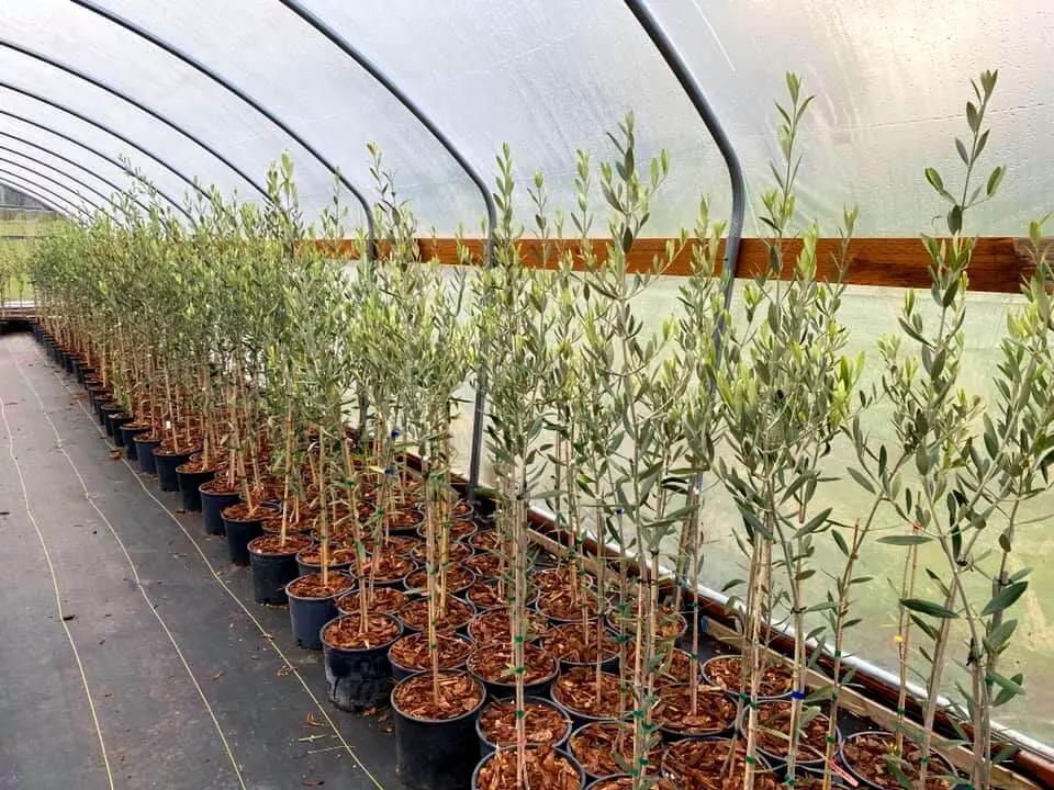 olive tree buying tips 1