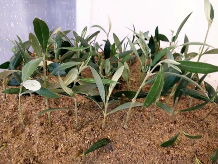 How To Propagate Olive Trees From Cuttings? Oliviada
