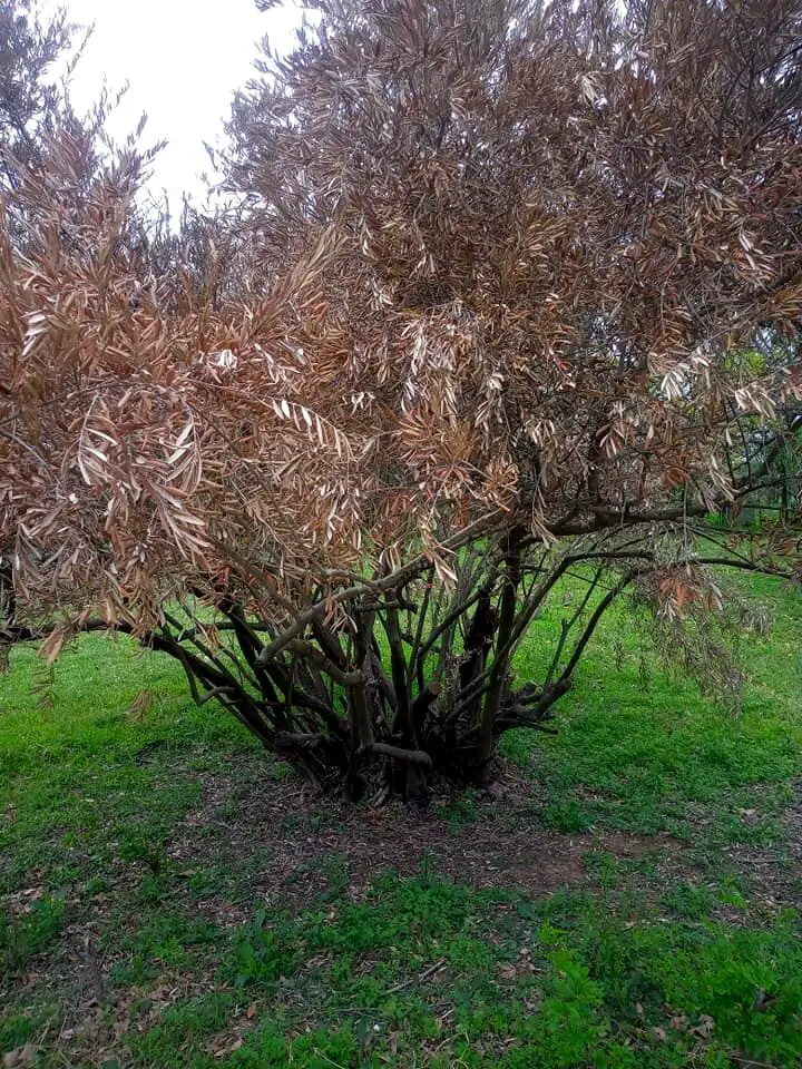 olive tree disease 1
