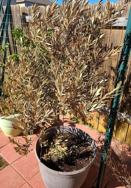 Olive Tree Leaves Turning Brown Reasons Treatment Prevention