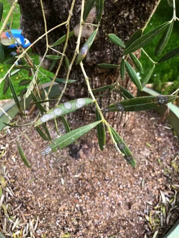 olive tree dropping leaves peacock disease 1