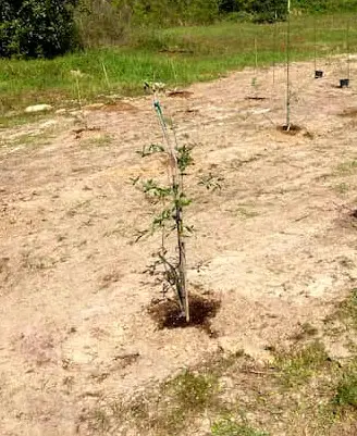 olive tree free of weed 1