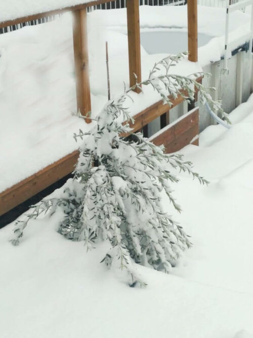 Why Olive Tree Dropping Leaves? Reasons Cures Prevention