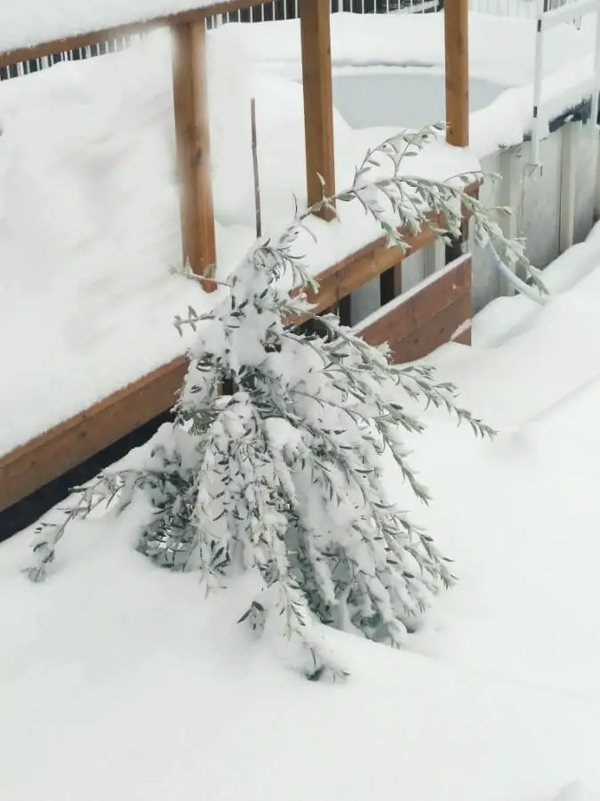 olive tree freezing temp 1