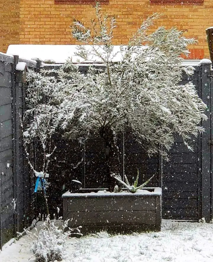 olive tree freezing tempreture 1