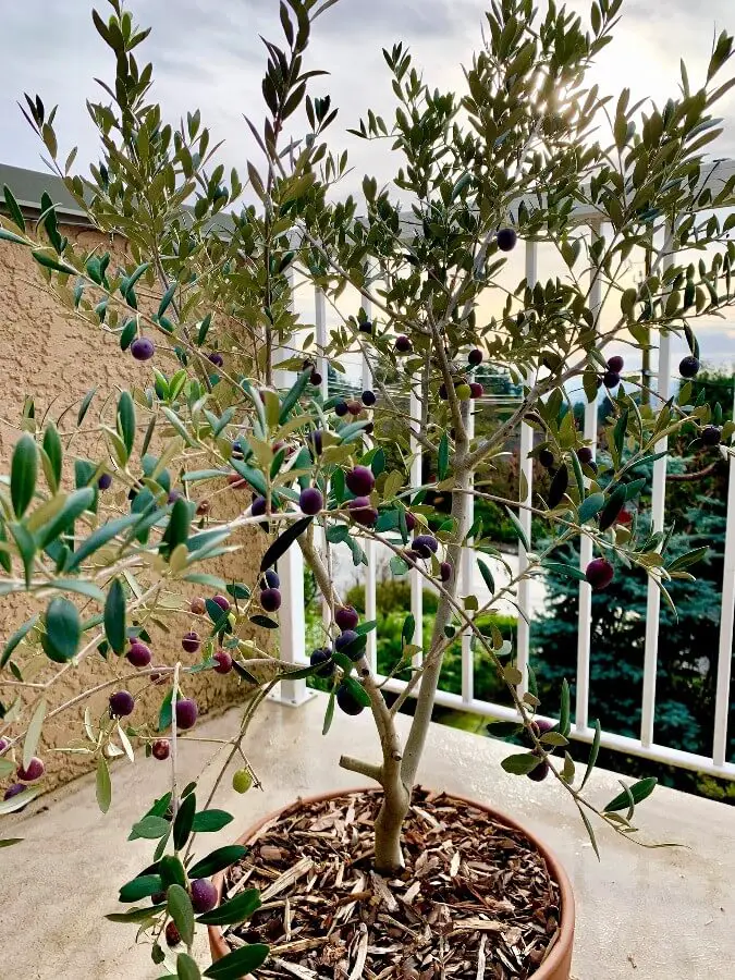 olive tree fruiting 1