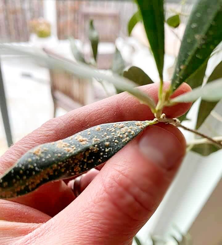 olive tree fungus infestation 1