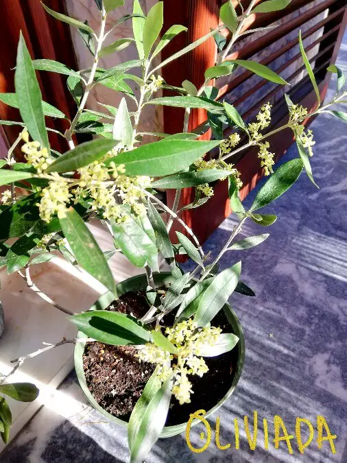olive tree in sunlight 1
