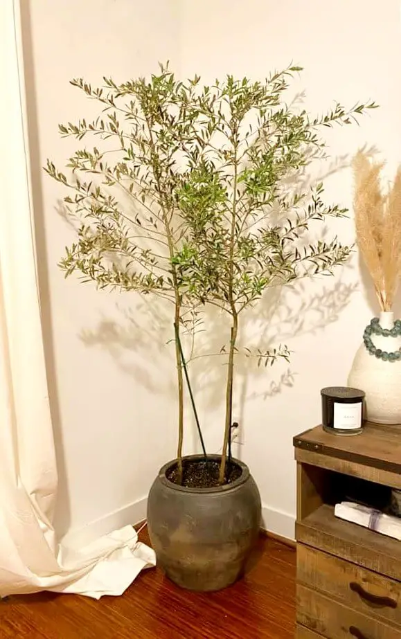 olive tree indoors 1