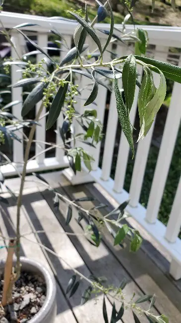 olive tree issues 1