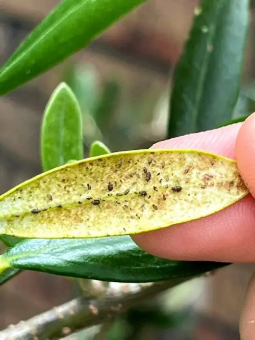 Why Olive Tree Leaves Turning Yellow? Reasons Prevention