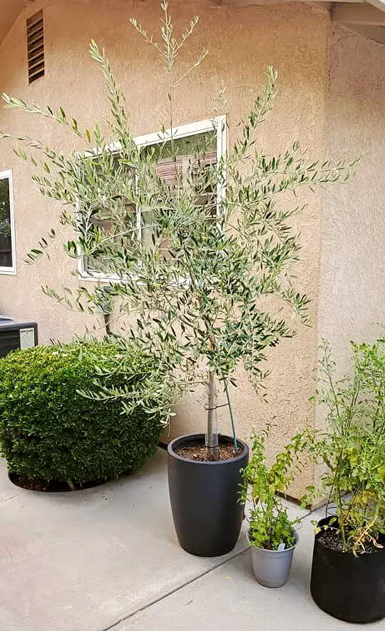 olive tree lack of pruning 1