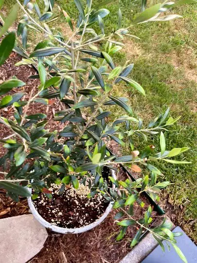 olive tree lacking nitrogen 1