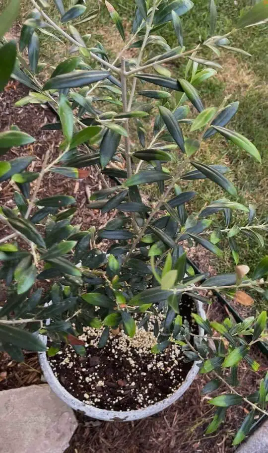 olive tree nutrient deficiency 1