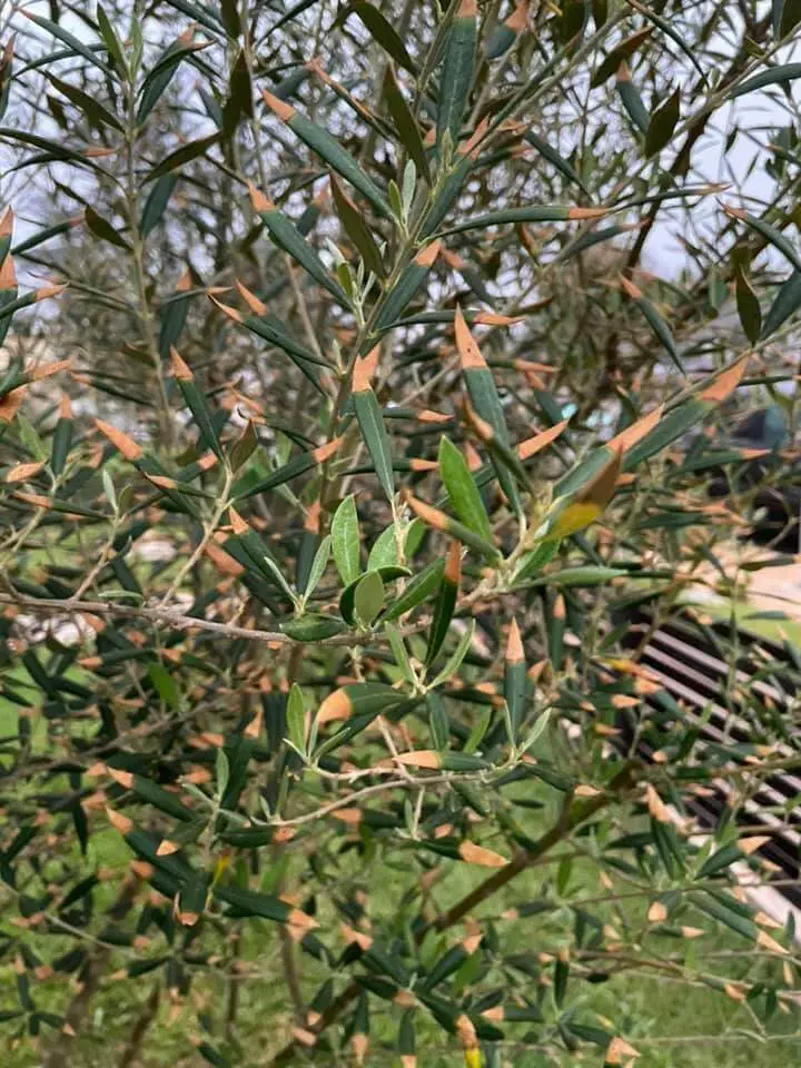 olive tree overfertilized 1