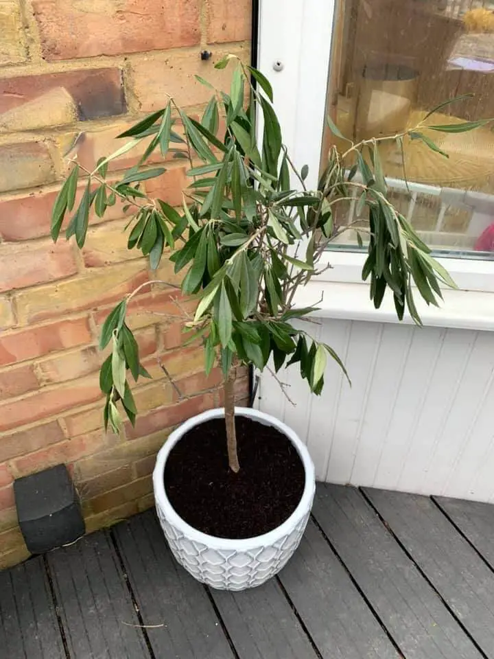 olive tree overwatered 1