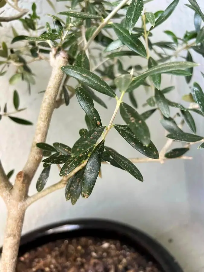olive tree pests and diseases 1