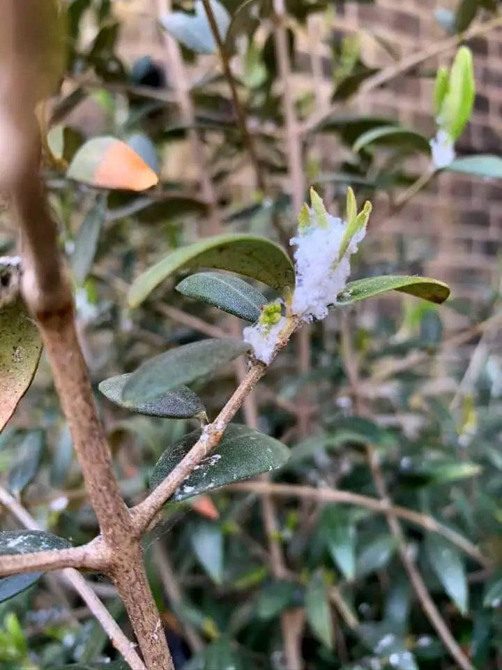 olive tree pests wooly aphids 1
