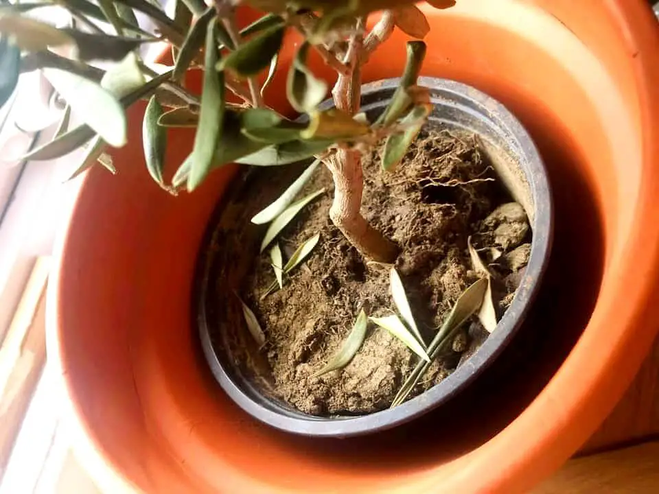 olive tree pot bound 1