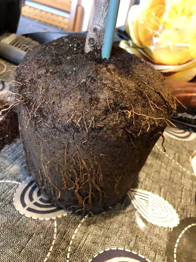 olive tree pot bound 2 1