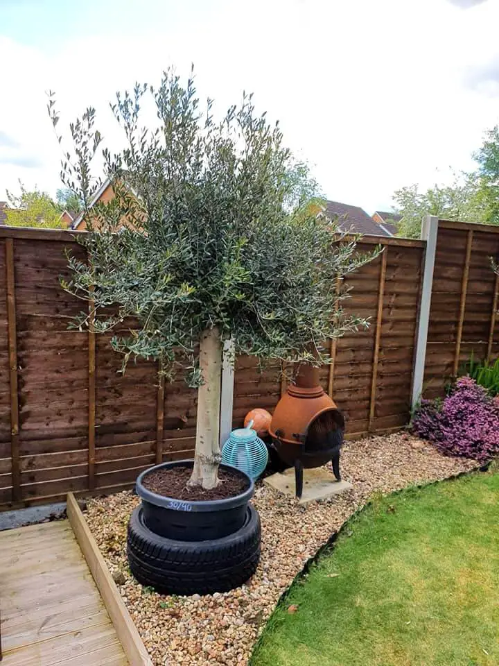 olive tree protection for winter 1