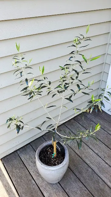 olive tree require pruning 1
