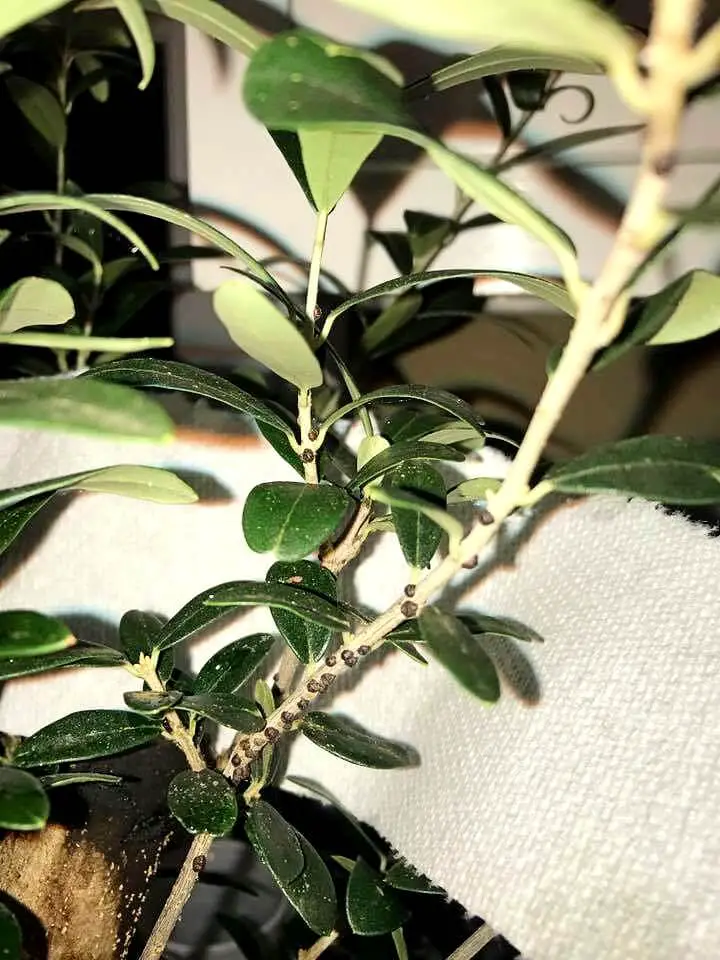 olive tree scale insects 1