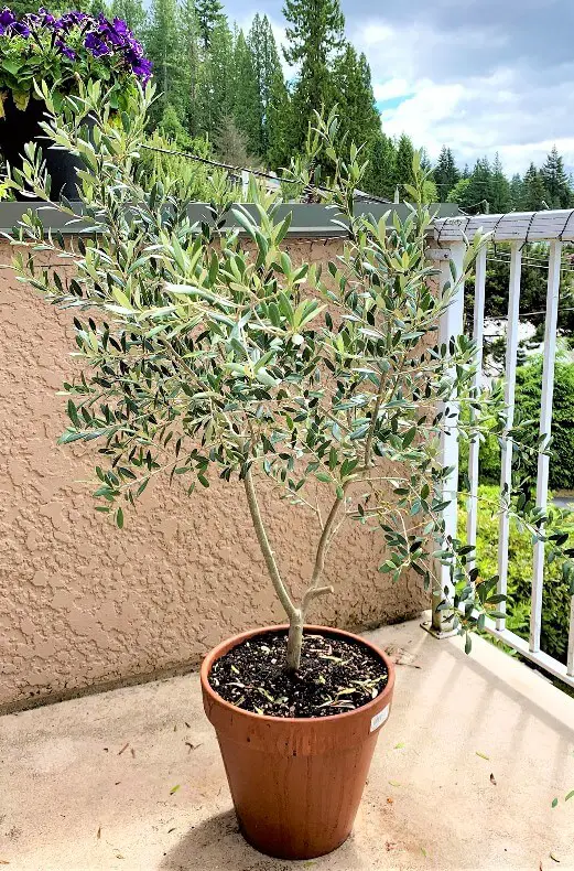 olive tree soil ph balanse 1
