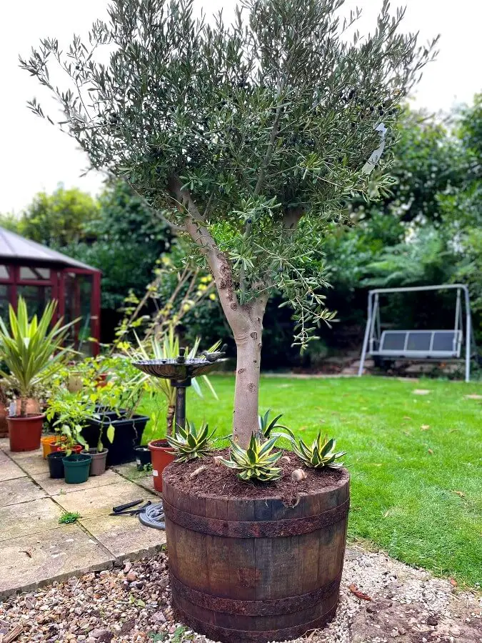 olive tree succulents 1