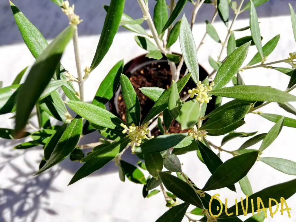 olive tree sunlight 1